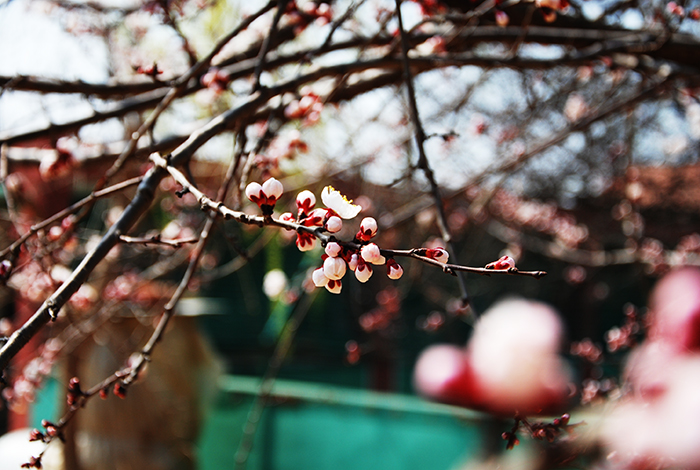 1522219586233017p42F.jpg DSC_0009.jpg