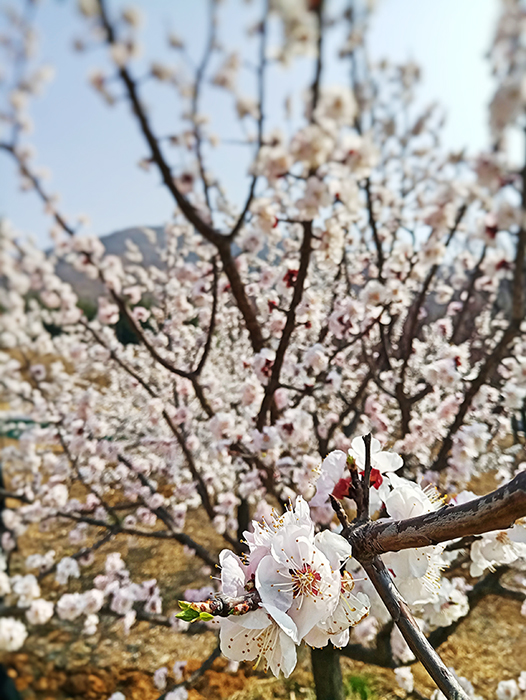 1522219706130399p431.jpg Fotor_15221506325872.jpg